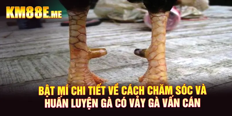 Bật mí chi tiết về cách chăm sóc và huấn luyện gà có vảy gà vấn cán