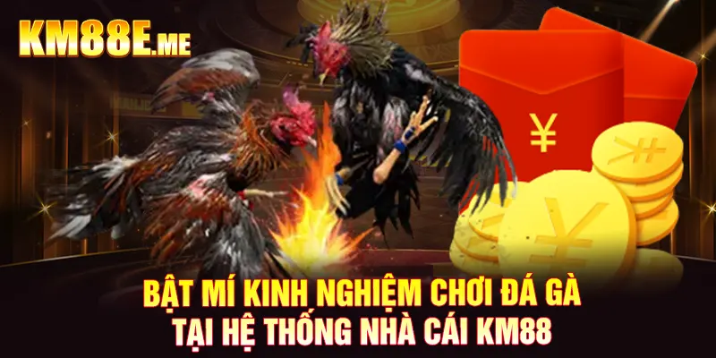 Bật mí kinh nghiệm chơi đá gà tại hệ thống nhà cái KM88