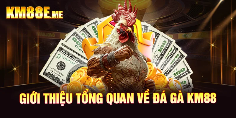 Giới thiệu tổng quan về đá gà KM88