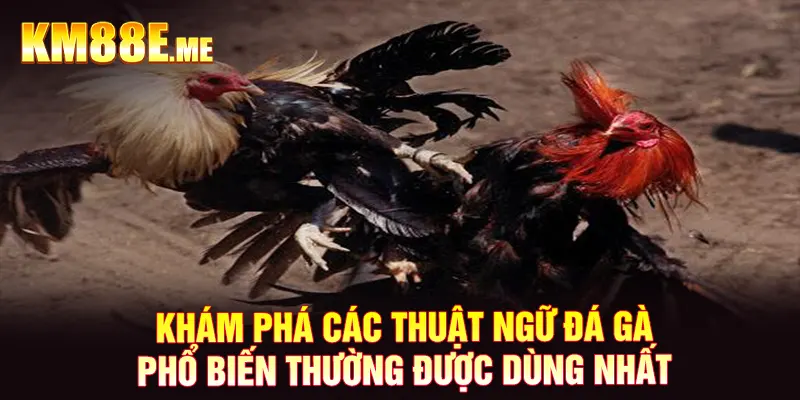 Khám phá những thuật ngữ đá gà