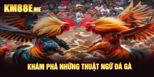 Khám Phá Các Thuật Ngữ Đá Gà Phổ Biến Thường Được Dùng Nhất