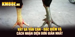 Vảy Gà Vấn Cán - Đặc Điểm Và Cách Nhận Diện Đơn Giản Nhất