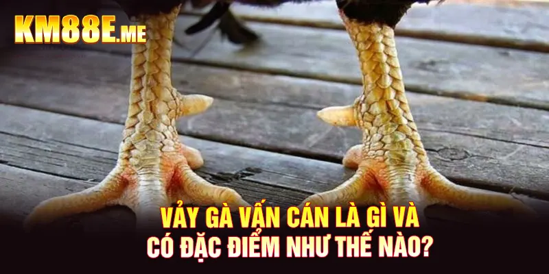 Vảy gà vấn cán là gì và có đặc điểm như thế nào? 